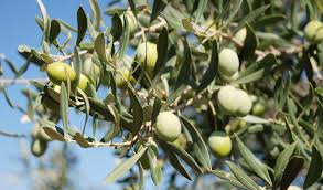 olive sarde e chanel