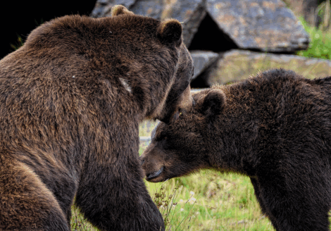 Parco d’Abruzzo, troppi turisti disturbano “l’amore” degli orsi
